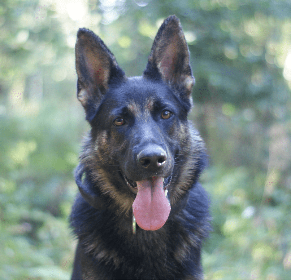 Tietoa Meistä Banner
